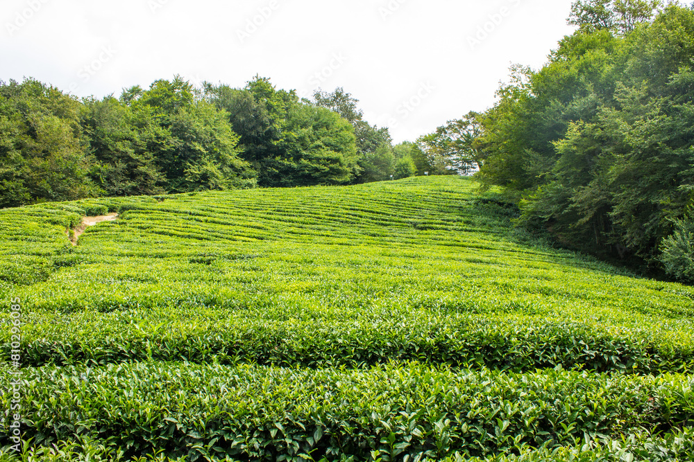 A matsesta tea plantation with rows of green bushes on a cloudy summer day and a copy space. Tea harvest concept A matsesta tea plantation with rows of green bushes on a cloudy summer day and a copy space. Tea harvest concept