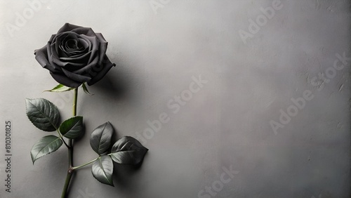 A single, elegant black rose lies against a textured grey background, its dark hue creating a striking contrast #810301825