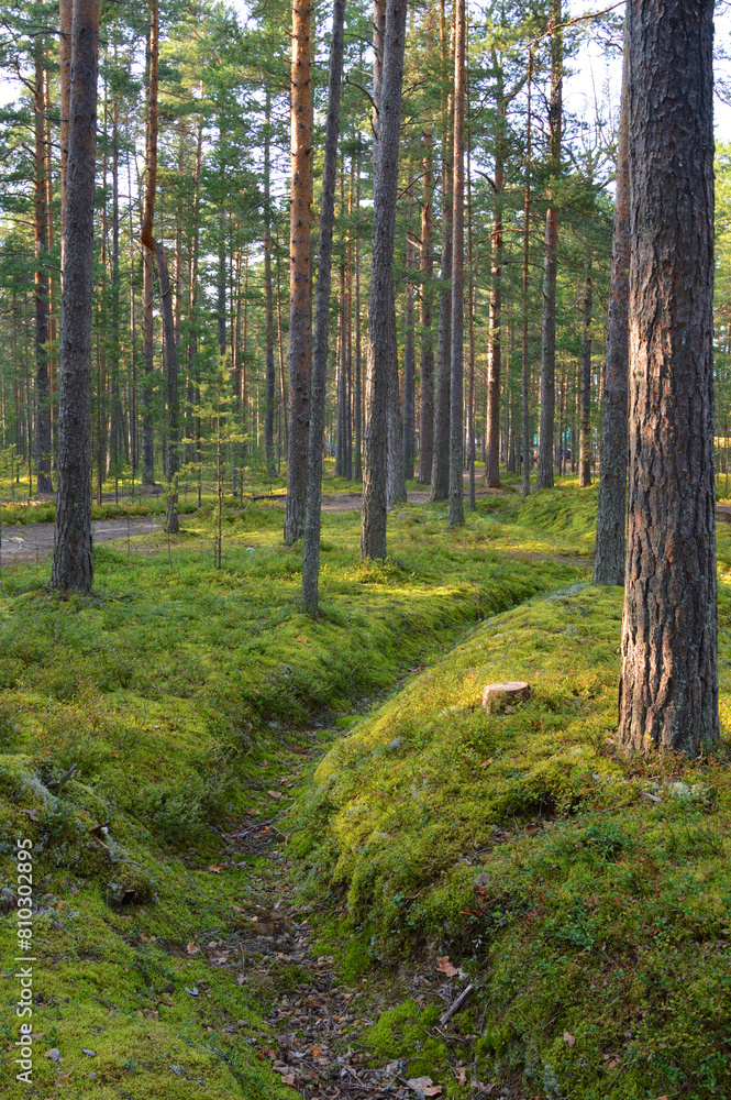 Fototapeta premium Pine forest on summer day.