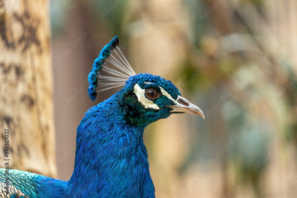 Indian Peafowl (Pavo cristatus) - Majesty of the Indian Subcontinent Indian Peafowl (Pavo cristatus) - Majesty of the Indian Subcontinent