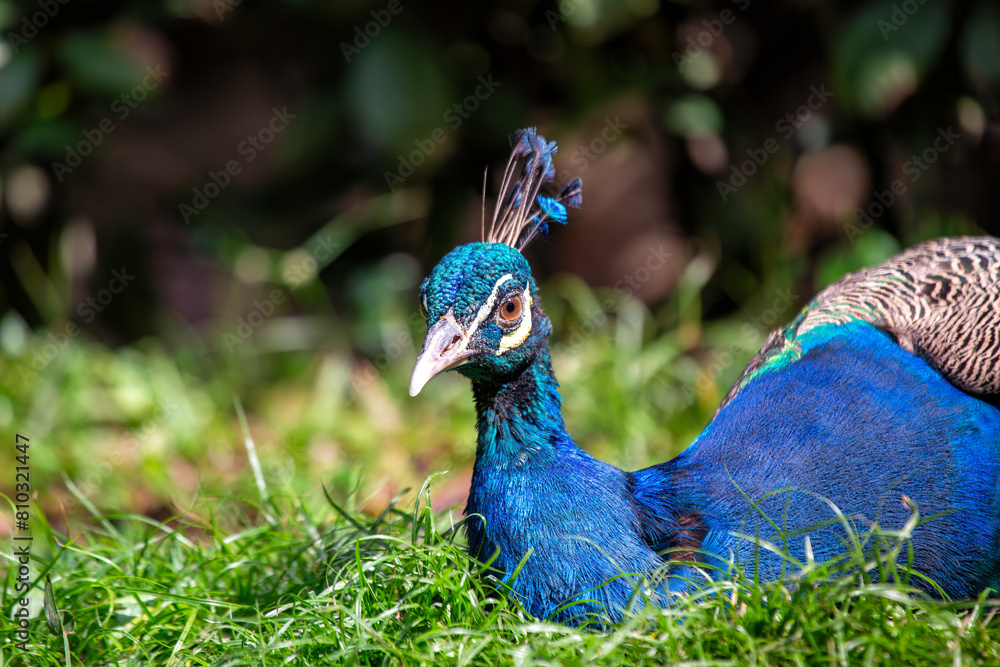Naklejka premium Indian Peafowl (Pavo cristatus) - Majesty of the Indian Subcontinent
