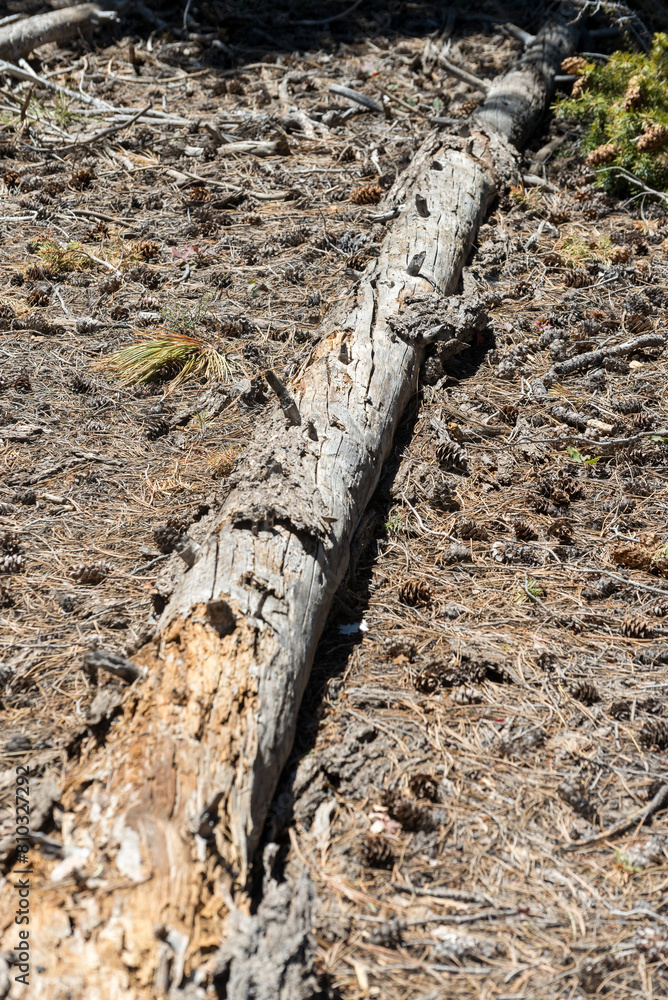 A long log is on the ground with pine needles scattered around it A long log is on the ground with pine needles scattered around it