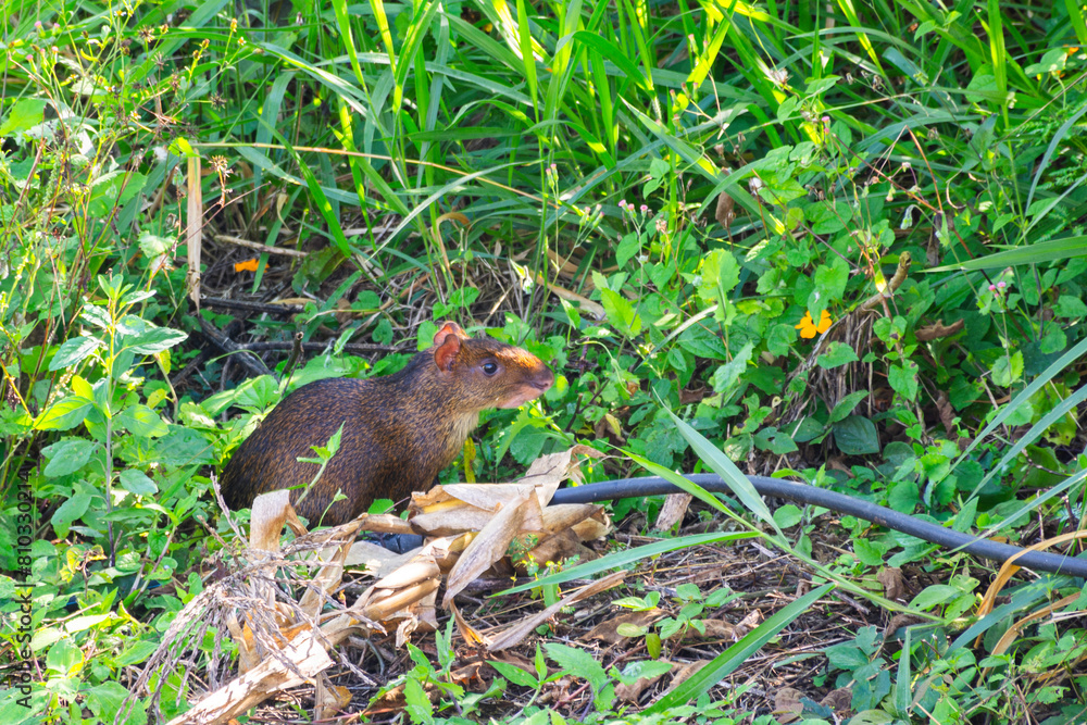 Obraz premium animales silvestres