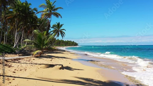 A Deserted Caribbean Beach in the Dominican Republic With a Single Palm Towering Over a Sandy Beach. photo