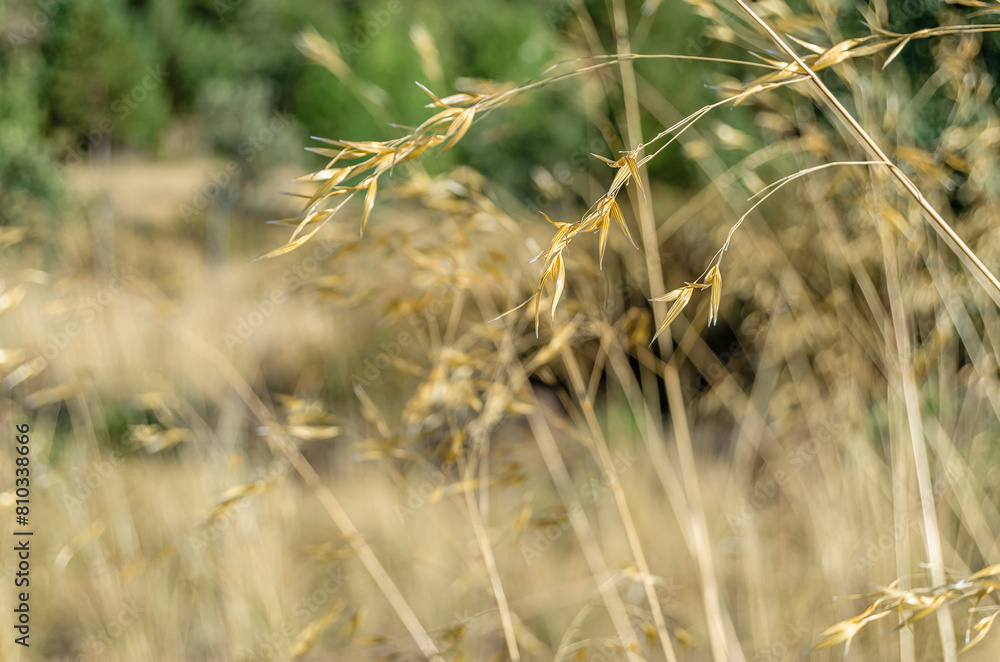 Natural background of dry grass Natural background of dry grass