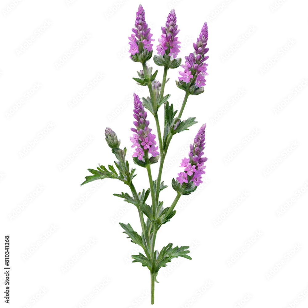 Betony, herbal medicine isolated on transparent background Betony, herbal medicine isolated on transparent background