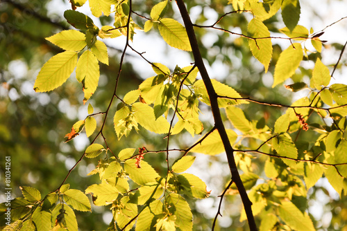 yellow leaves