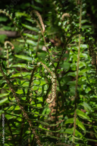 sword fern (polystichum munitum)