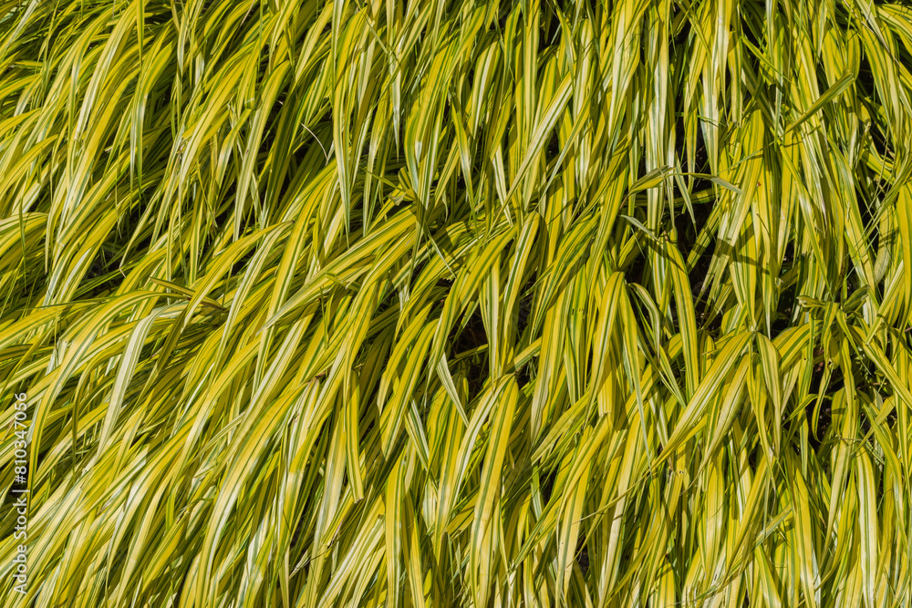 Golden Japanese forest grass (Hakonechloa macra) Golden Japanese forest grass (Hakonechloa macra)