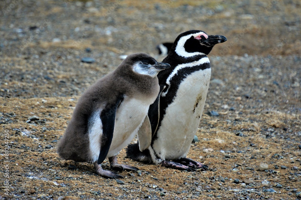 Obraz premium Life and behaviour of Magellanic penguin (Spheniscus magellanicus) observed on the Magdalena Island, a small island in the Strait of Magellan (Chile)