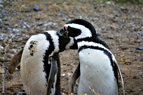 Life and behaviour of Magellanic penguin (Spheniscus magellanicus) observed on the Magdalena Island, a small island in the Strait of Magellan (Chile)