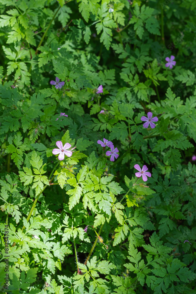 Herb Robert (Geranium robertianum) Herb Robert (Geranium robertianum)