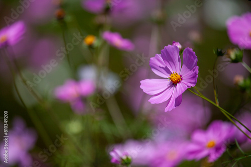 Persian Chrysanthemums