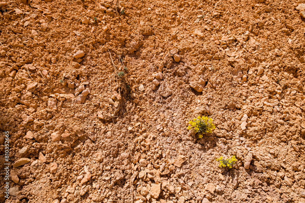 A dry, rocky field with a small plant growing in the dirt A dry, rocky field with a small plant growing in the dirt