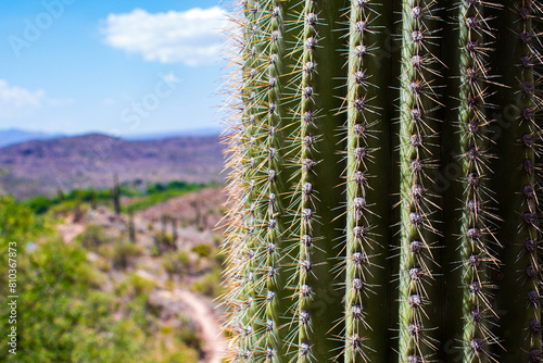 cactus in desert photo