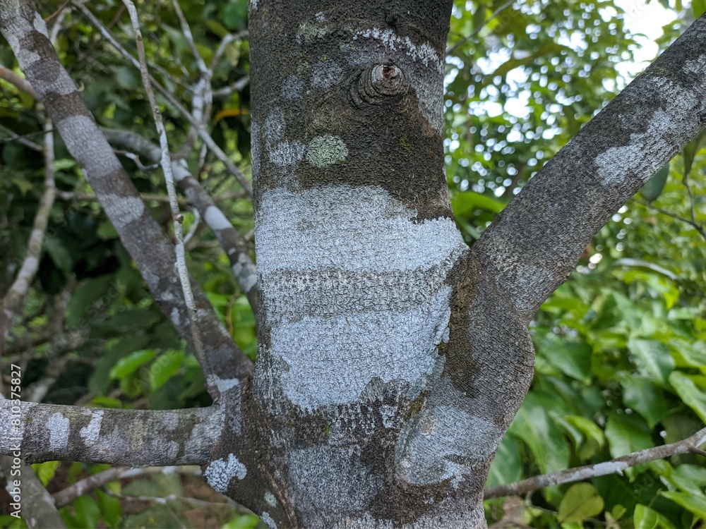 Obraz premium Agarwood bark close up