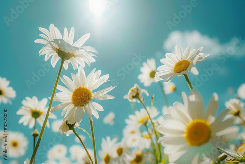 Daisies field with blue sky and sun  summer nature background