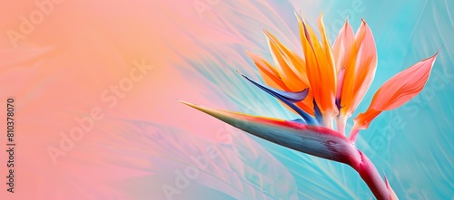 Vibrant Bird of Paradise, pastel blue backdrop for ads, high resolution, HDR