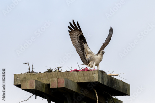 An osprey lands on a large nest built of branches and tree twigs on top of a utility pole. The animal is next to a female osprey, hardly visible, sitting on eggs. The animal's feathers are ruffled.