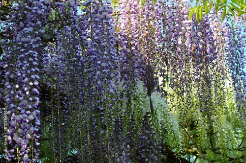 藤の花(フジ)　紫と白花
