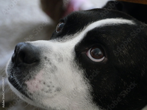 black and white dog