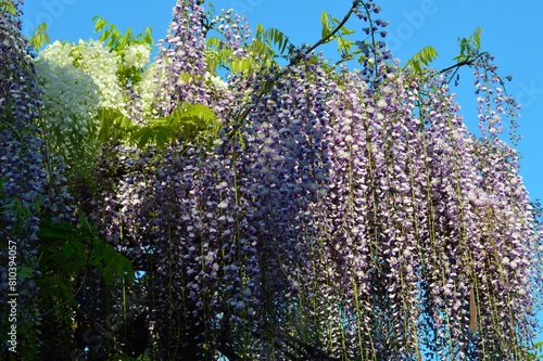 空と藤の花(藤の花)　紫と白花
