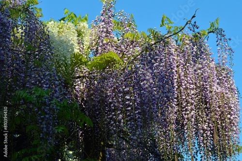 空と藤の花(藤の花)　紫と白花