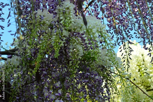 藤の花(藤の花)　紫と白花