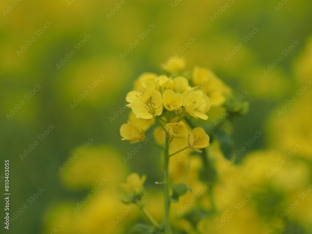 黄色い菜の花のアップ