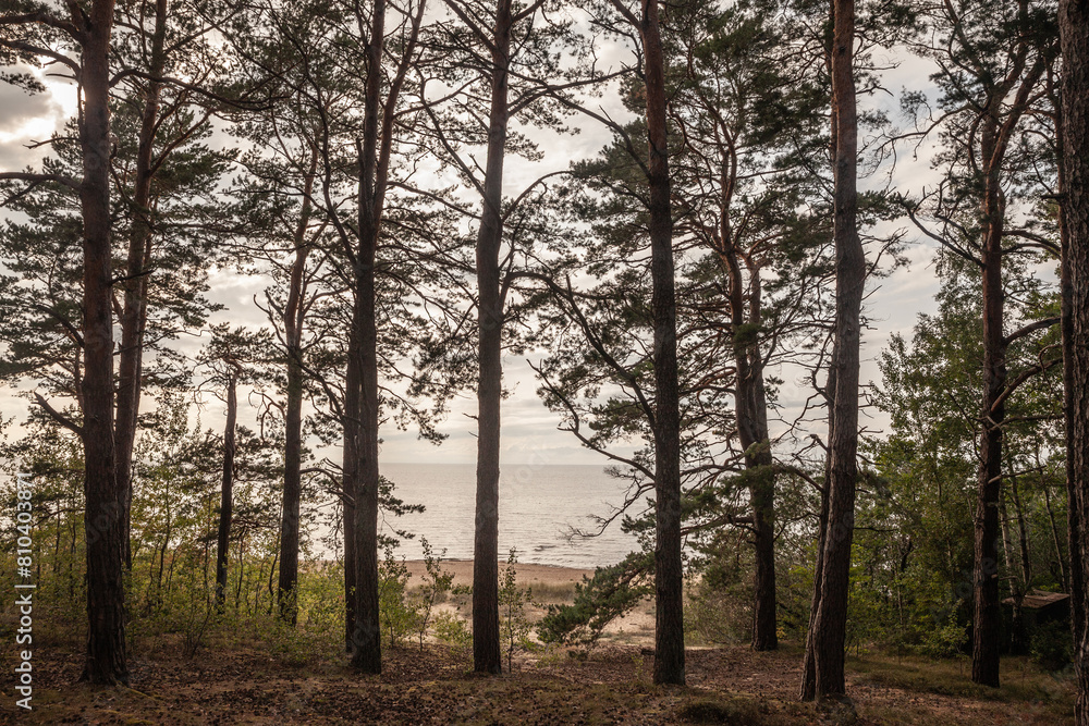 Fototapeta premium Selective blur on the Panorama of the Saulkrasti beach in Latvia, on the baltic sea, with a forest of fir trees in front. Saulkrasti is one of the sea resorts of Latvia in the baltic states.