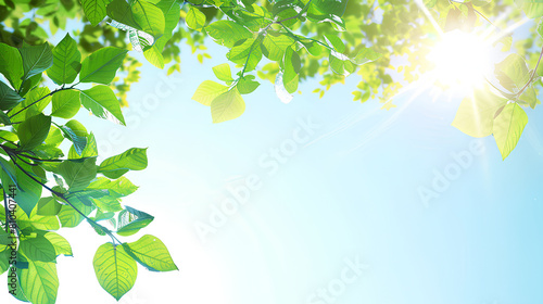 green leaves and sun