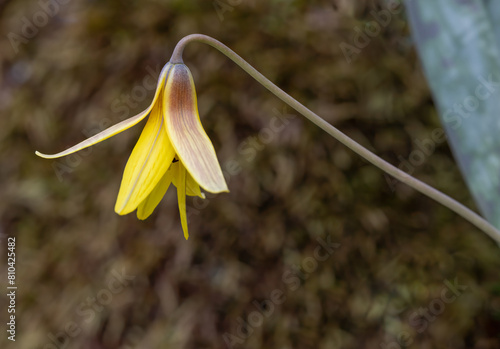 Trout Lily wildflower in bloom in springtime in Ontario