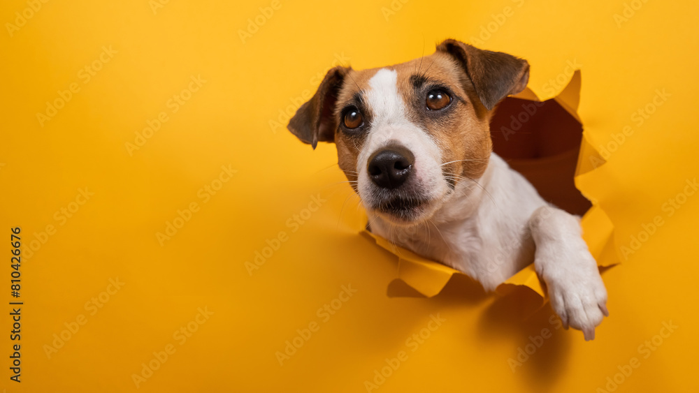 Funny jack russell terrier comes out of a paper orange background tearing it. Funny jack russell terrier comes out of a paper orange background tearing it.