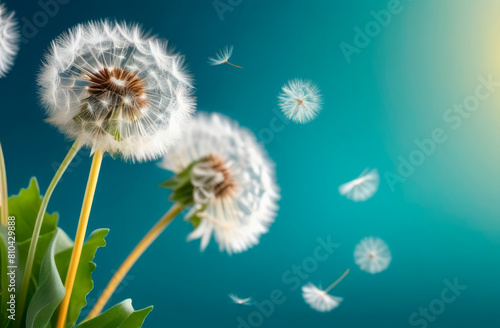 Dandelion seeds in the morning sunlight blowing away across a fresh blue background