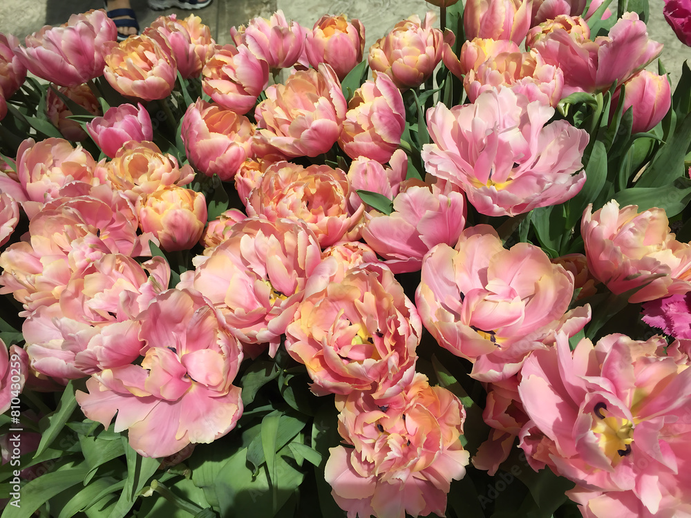 Beautifully flowers, the beauty of colors from nature Beautifully flowers, the beauty of colors from nature