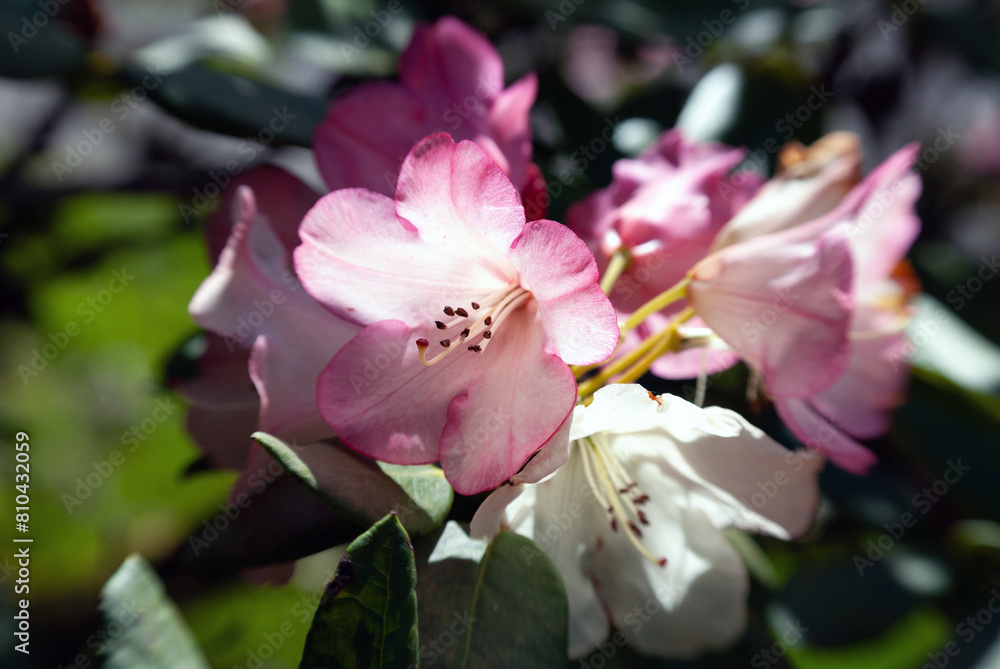 pink magnolia flowers pink magnolia flowers