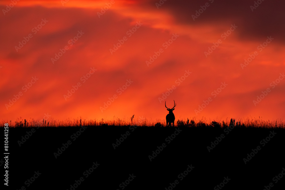 Elk in silhouette on the ridgeline with orange skies