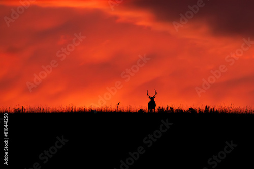 Elk in silhouette on the ridgeline with orange skies © KAT