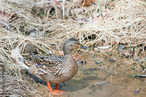 Female Mallard in the Chesapeake and Ohio Canal National Historical Park photo