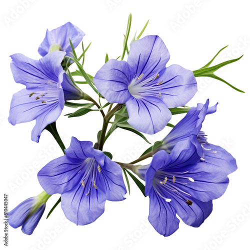 blue iris flowers © 1gallery