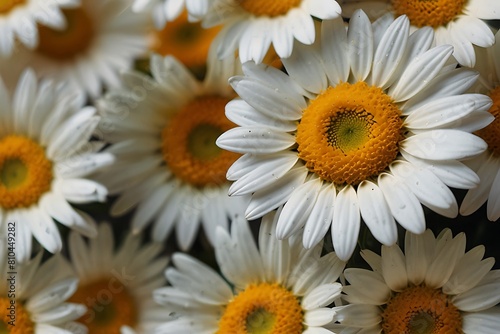 bouquet of white daisies