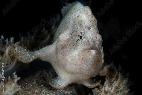 A white Hairy Frogfish or Antennarius striatus photo