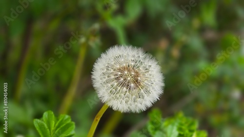 Dandelion