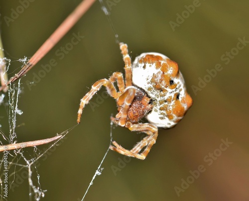 Bolas Spider (Mastophora cornigera) arachnid web insect nature Springtime pest control. photo