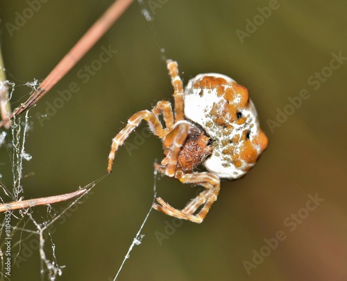 Принти на полотні Bolas Spider (Mastophora cornigera) arachnid web insect nature Springtime pest control