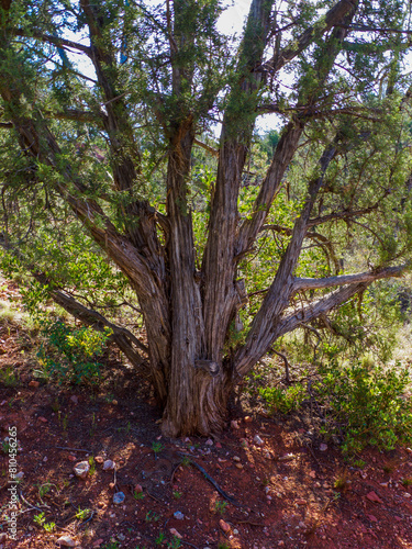 Shagbark juniper