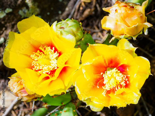 Cactus flowers, Arizona photo