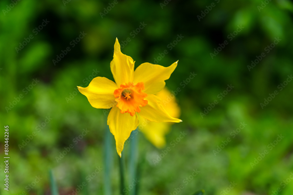 Solo in Yellow: A Daffodil's Spring Serenade Solo in Yellow: A Daffodil's Spring Serenade
