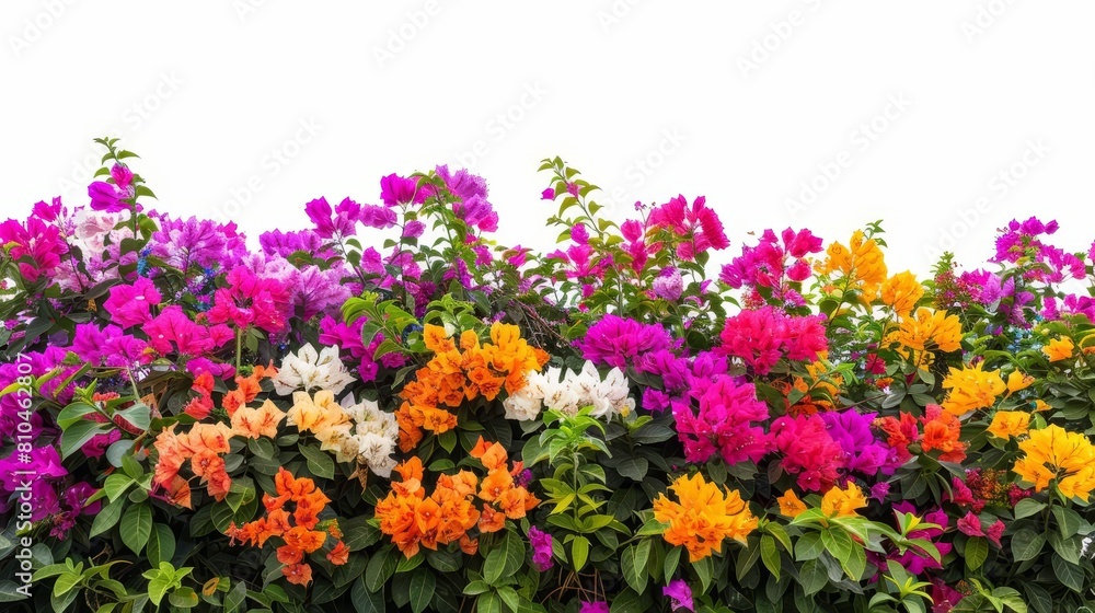 Obraz premium vibrant bush of colorful flowers isolated on white background