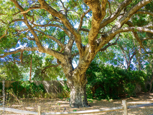 Large gnarled tree